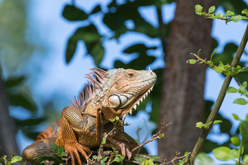 Green Iguana, Tavernier, Key Largo, Florida