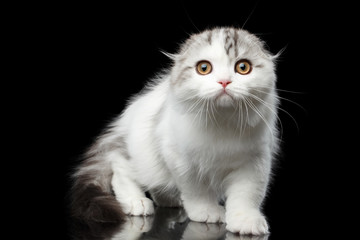 Furry white scottish fold highland breed kitten with tabby sneaks and curious looking in camera isolated black background, hunting cat