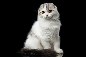 Furry white scottish fold highland breed kitten with tabby sitting and curious looks isolated black background
