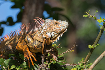 Green Iguana, Tavernier, Key Largo, Florida