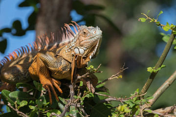 Fototapeta premium Green Iguana, Tavernier, Key Largo, Florida