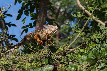 Green Iguana, Tavernier, Key Largo, Florida