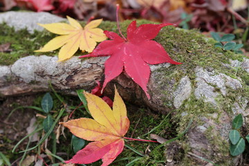 笠置山もみじ公園