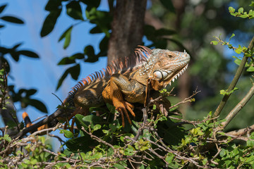 Green Iguana, Tavernier, Key Largo, Florida