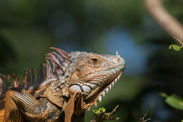 Green Iguana, Tavernier, Key Largo, Florida
