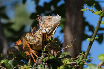 Green Iguana, Tavernier, Key Largo, Florida