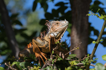 Green Iguana, Tavernier, Key Largo, Florida
