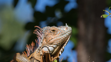 Green Iguana, Tavernier, Key Largo, Florida