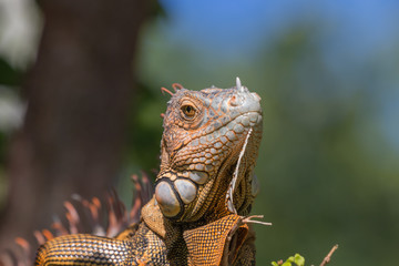 Green Iguana, Tavernier, Key Largo, Florida