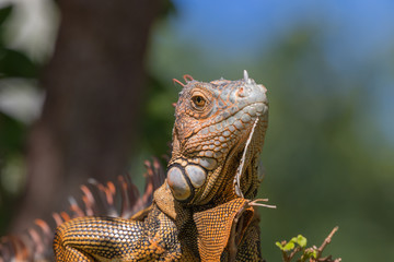 Green Iguana, Tavernier, Key Largo, Florida