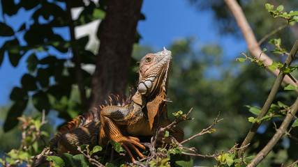 Obraz premium Green Iguana, Tavernier, Key Largo, Florida