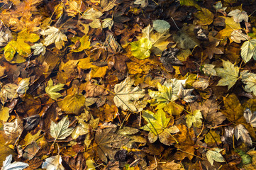 Colorful background made of fallen autumn leaves