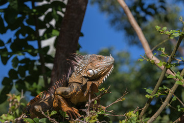 Green Iguana, Tavernier, Key Largo, Florida