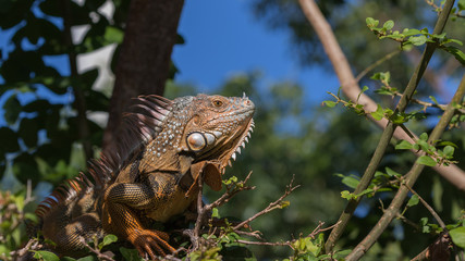 Green Iguana, Tavernier, Key Largo, Florida