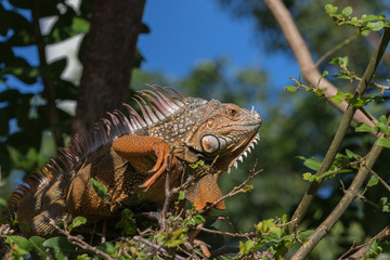 Green Iguana, Tavernier, Key Largo, Florida