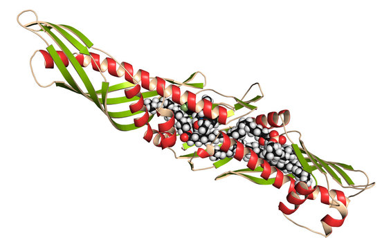 Cholesteryl ester transfer protein (CETP), 3D rendering. 