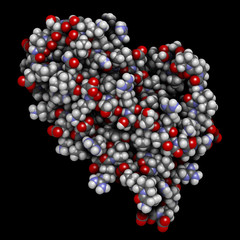 Erythropoietin (human EPO, epoetin) protein hormone
