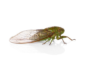 cicada insect isolated on white background