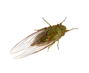 cicada insect isolated on white background