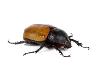 Rhinoceros beetle, Rhino beetle, Hercules beetle, Unicorn beetle