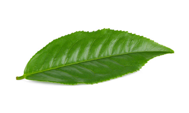 fresh tea leaves isoalted on the white background