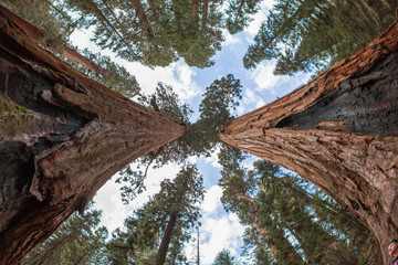 Top crowns of giant Sequoia trees taken from below in Sequoia Na