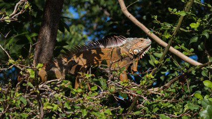Green Iguana, Tavernier, Key Largo, Florida