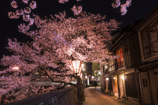 金沢主計町　夜桜