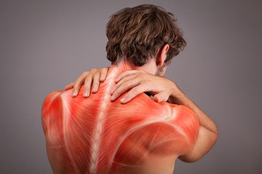 Musculature illustration of athlete back and shoulders