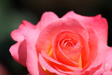 薔薇 （フラワー・ガール）