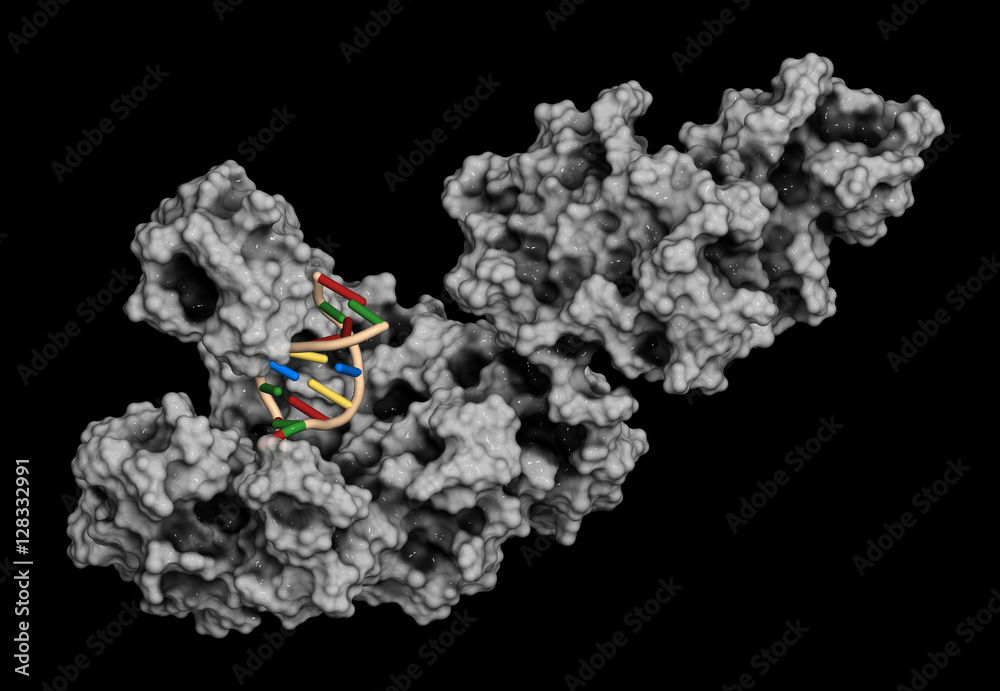 Poster taq polymerase (thermus aquaticus polymerase) enzyme bound to dna