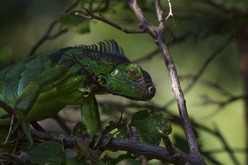 Green Iguana, Tavernier, Key Largo, Florida
