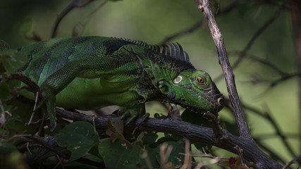Green Iguana, Tavernier, Key Largo, Florida