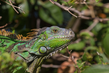 Green Iguana, Tavernier, Key Largo, Florida