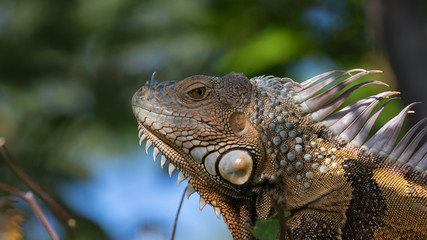 Green Iguana, Tavernier, Key Largo, Florida