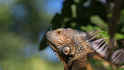 Green Iguana, Tavernier, Key Largo, Florida