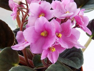 african violet plant with pink flowers