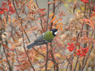 bird on a mountain ash