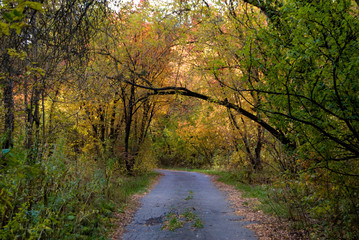 Road at autumn forest with ark of trees