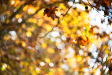Fototapeta premium autumn foliage blurry 
