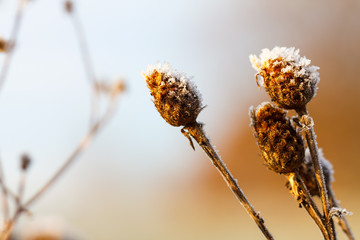 frozen meadow wild grass seeds