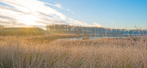 Plants with droplets in sunlight at fall