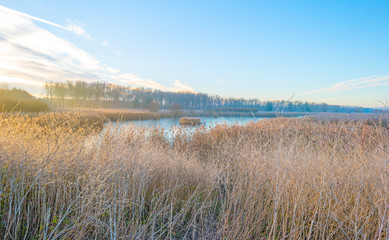 Plants with droplets in sunlight at fall