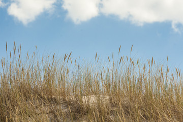 Obraz premium beautiful view of the coastal dunes