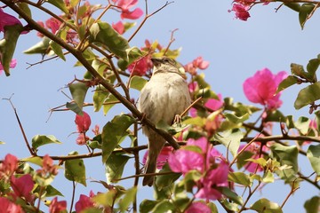 bird in hibiscus © Barbara