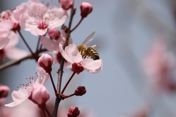 cherry blossom with bee