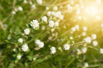 Closeup grass during sunlight