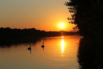 Fototapeta na wymiar Cygnus Swans at sundown