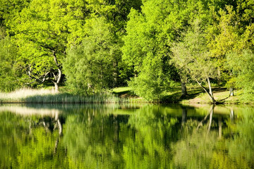 Fototapeta premium forest of dean gloucestershire uk