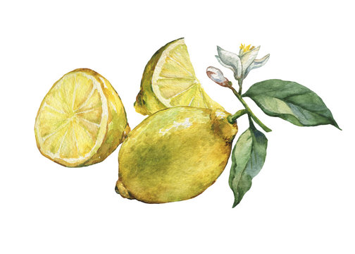 Arrangement with whole  and slice fresh citrus fruit lemon with green leaves and flowers. Hand drawn watercolor painting on white background.